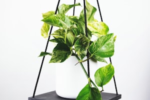 欧洲冠军联赛Logo